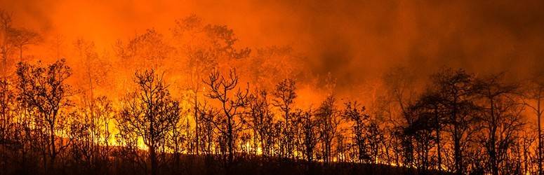 A wildfire consumes a row of trees
