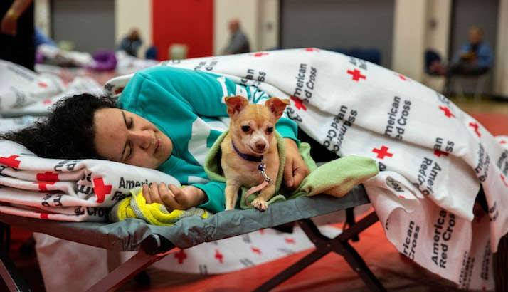 Vera Klein and her 8-year-old Chihuahua, Carry, rest in a Red Cross shelter.