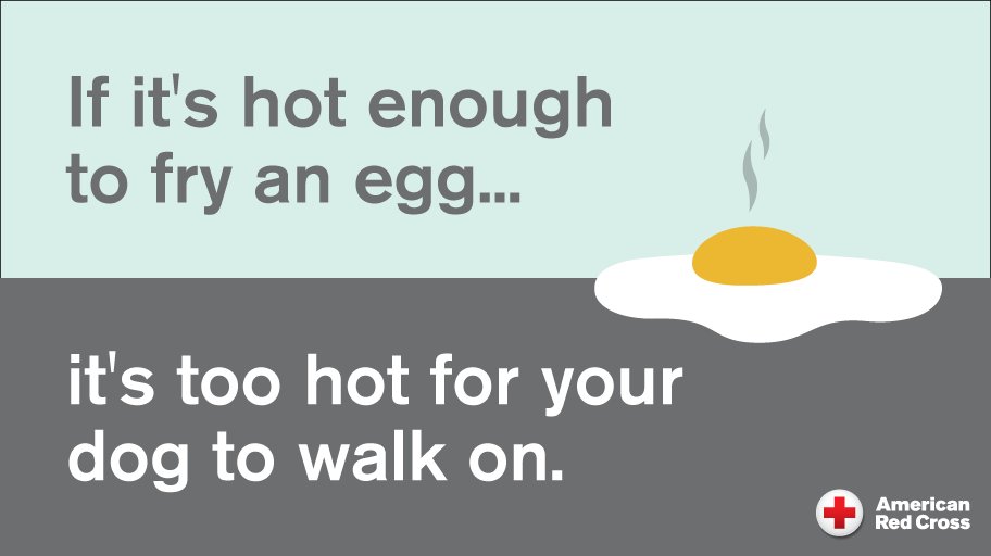 If it's hot enough to fry an egg, it's too hot for your dog to walk on.