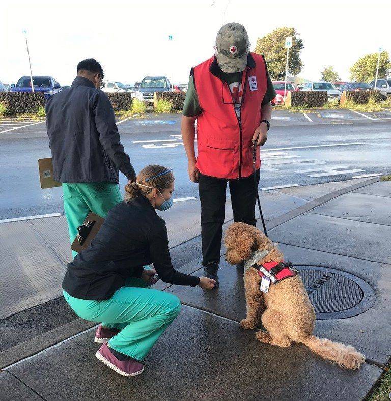 A Red Cross canine team member assisting medical staff at the drive-thru COVID-19 vaccine distribution at Tripler Army Medical Center in Honolulu, Hawaii.