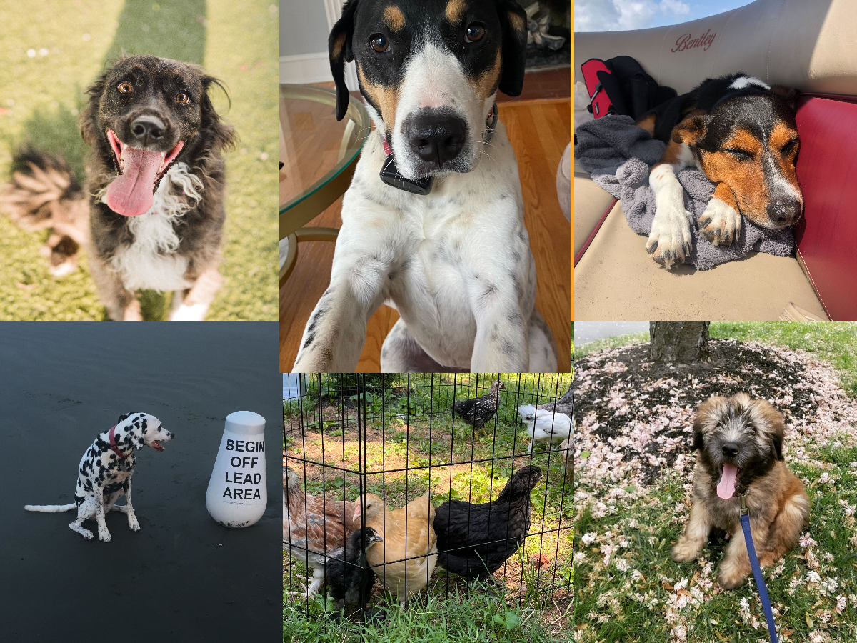 collage of various pets