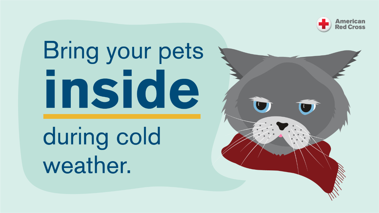 If it's cold, bring your pets in