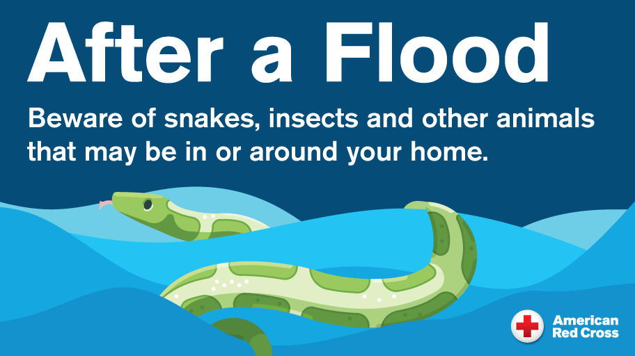 After a flood beware of snakes, insects and other animals that may be in and around your home
