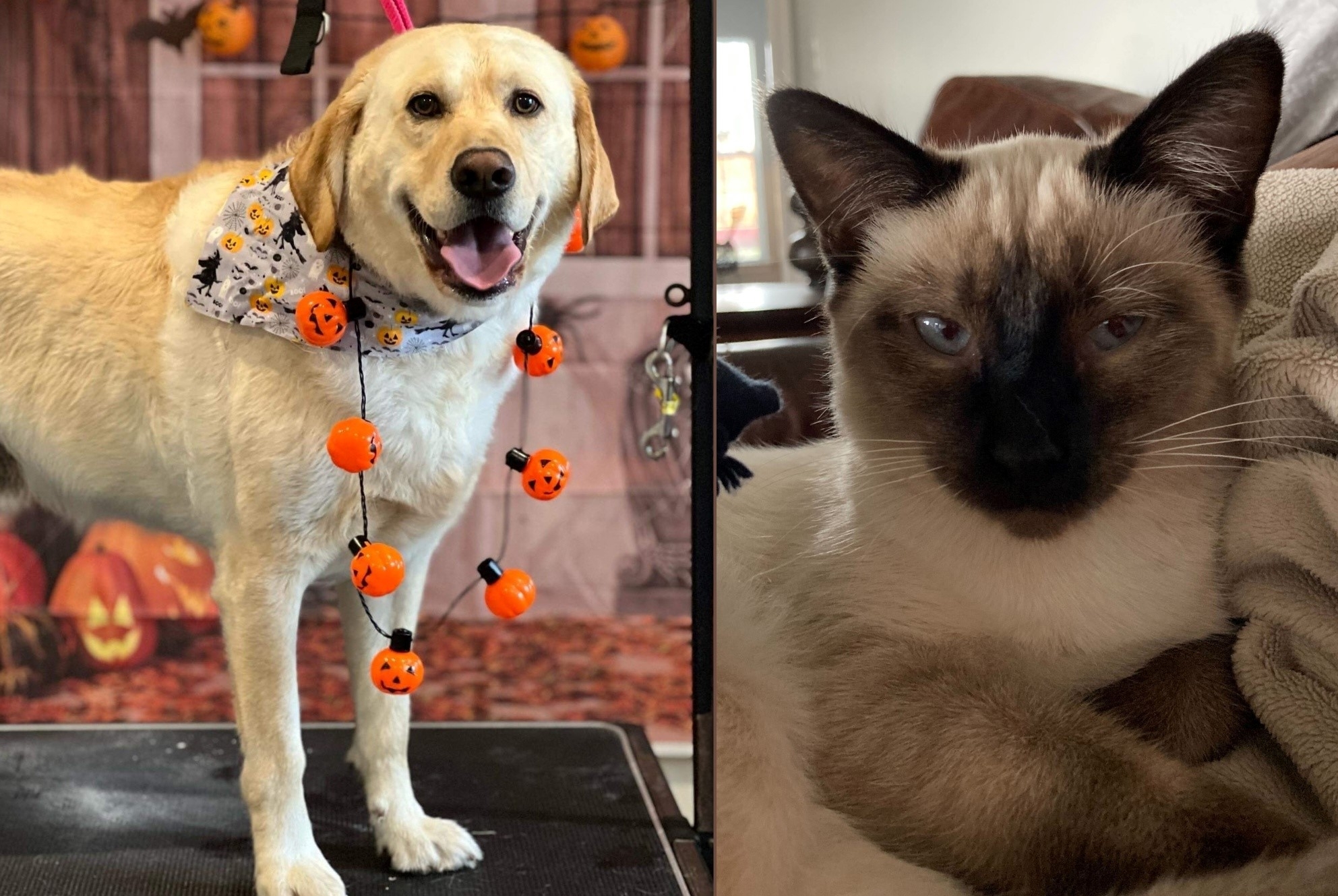 Pet First Aid Awareness — There’s an App for That