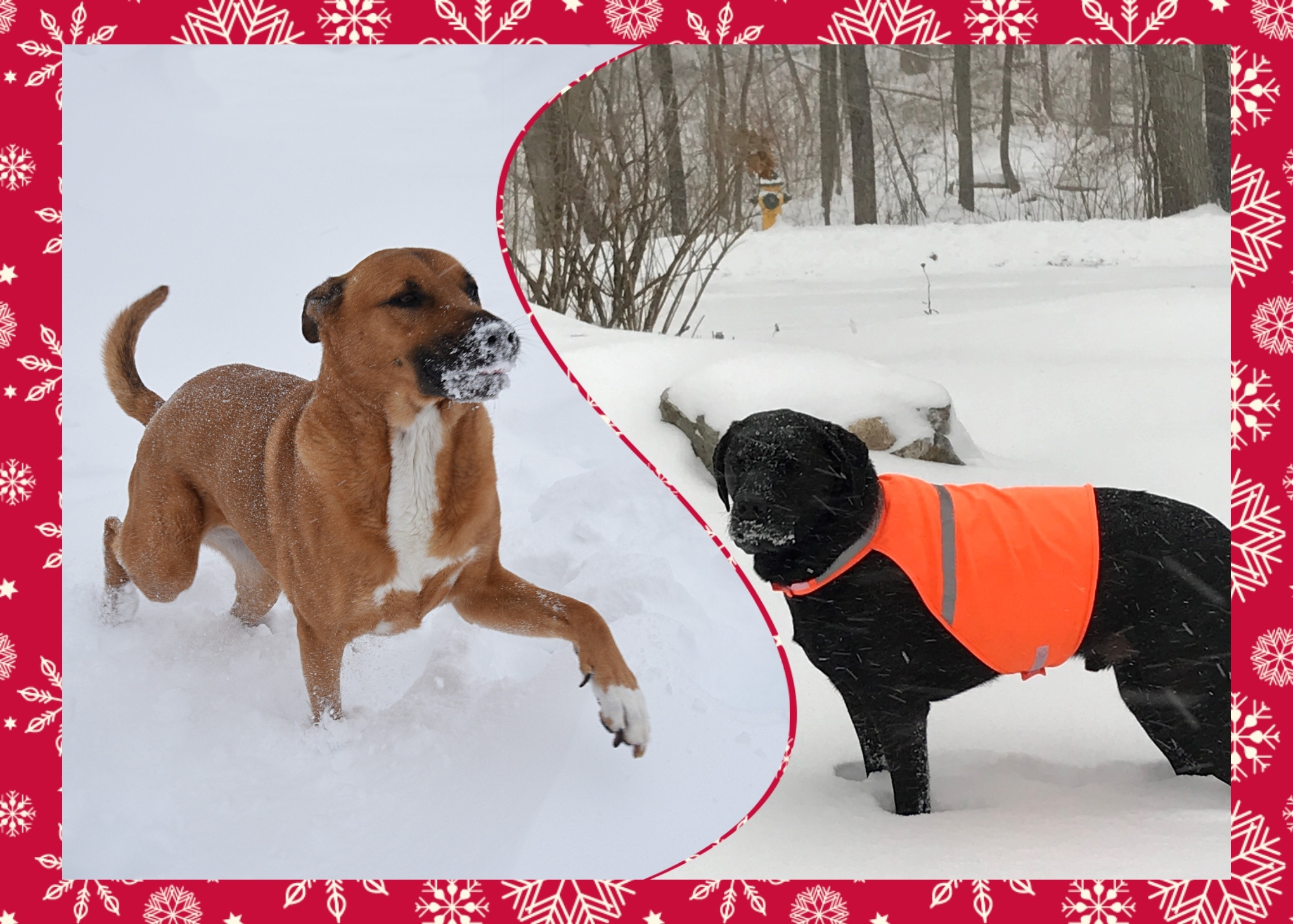 Ways to Your Pets Safe Winter