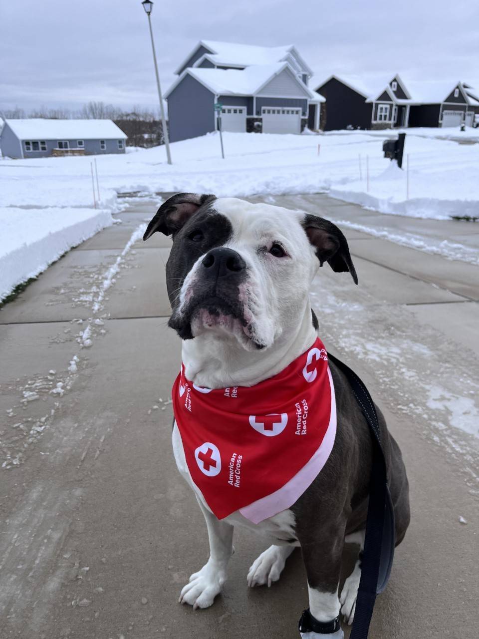 A small dog wearing a Red Cross scarf sitting on a snowy driveway
