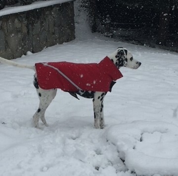 Cuidados en el invierno - Consejos para mascotas