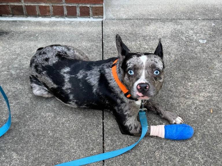 dog with front paw bandaged