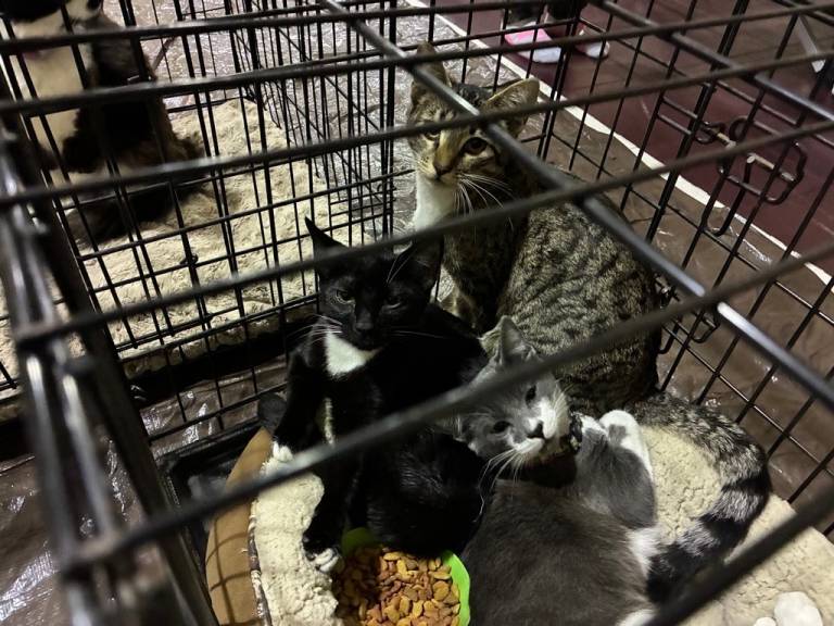 Several cats in a crate at a Red Cross shelter