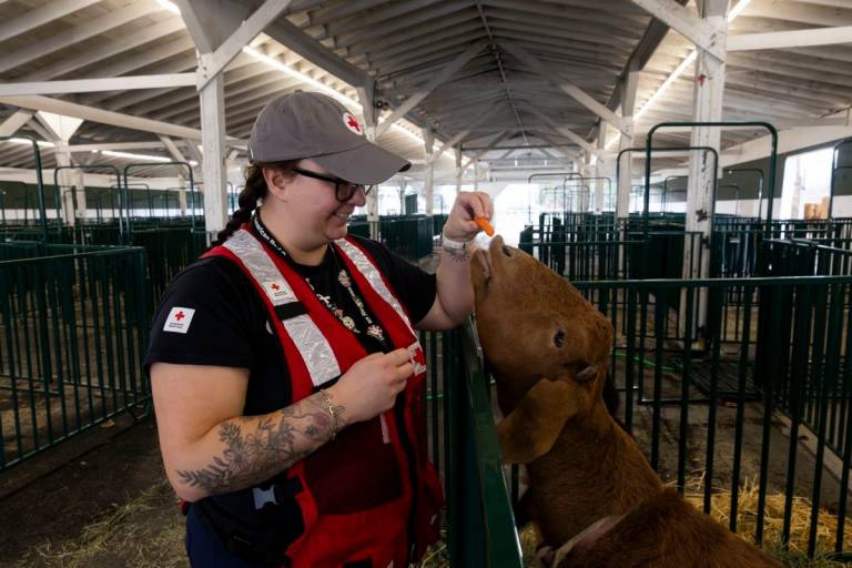 Red Cross volunteer interacts with a cow in an animal shelter