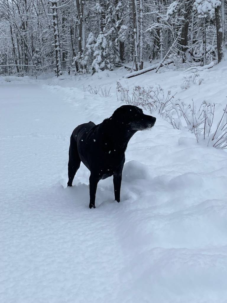 Black dog out in the snow