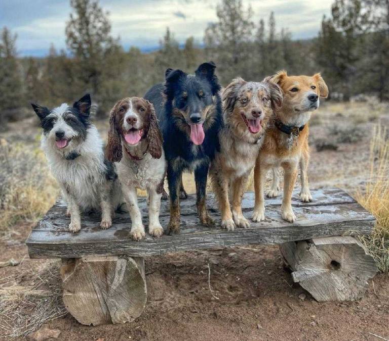 group of dogs lined up on wooden cart