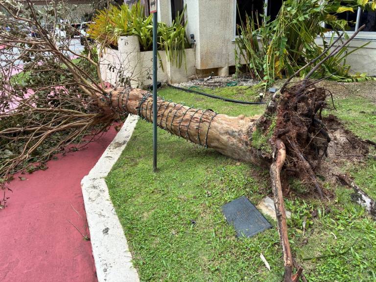 A tree is ripped out of the ground by its roots