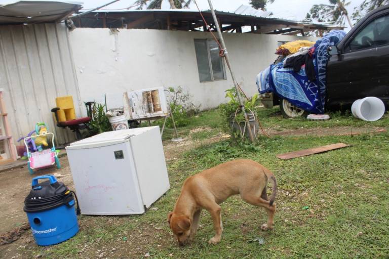 A dog explores a yard filled with damaged items