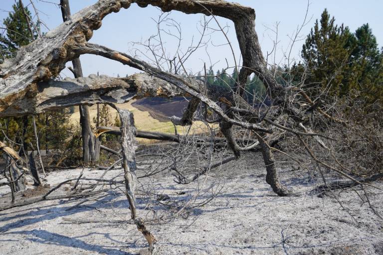 Blackened vegetation scorched by a wildfire