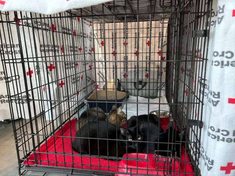 Several cats lie in an animal crate.