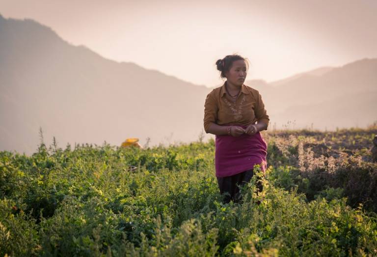 Nepal - bountiful harvest