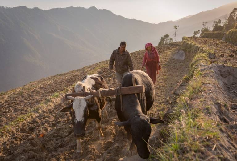 Nepal - bountiful harvest