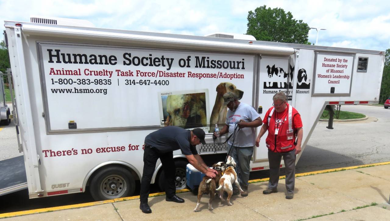 Tornado Tips for Pet Owners - American Humane - American Humane