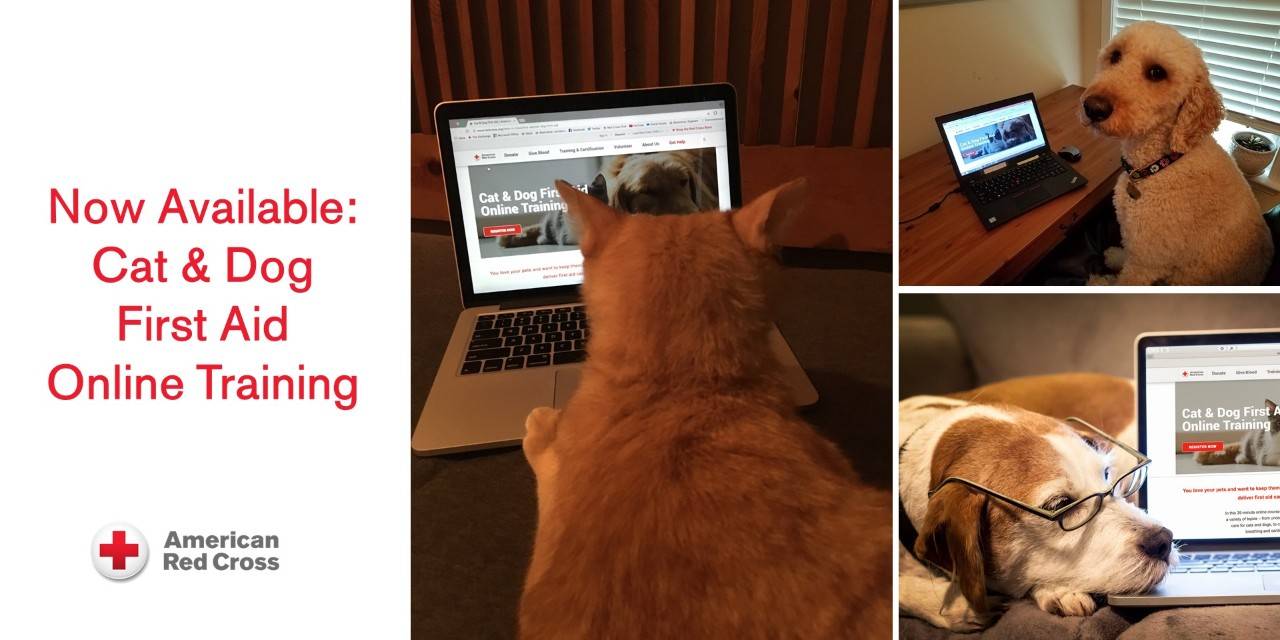 Pet First Aid Month Resources for Cat and Dog Lovers