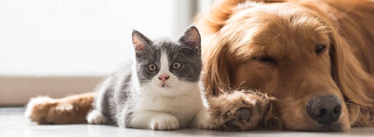 kitten and dog snuggle together