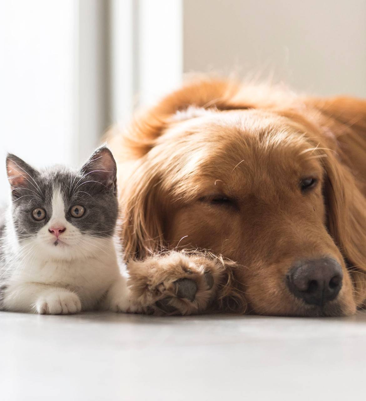 Your Pets Need an Emergency Plan Too