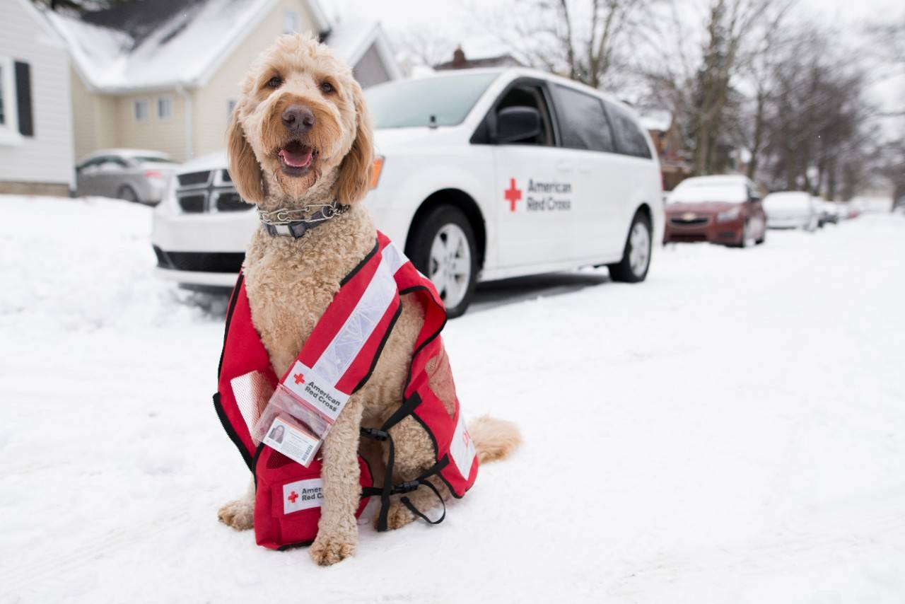 February 6, 2018.
Ferndale, Michigan.
Red Cross Pets
Pictured: Anubis the dog

American Red Cross volunteerism often becomes a family affair. Sometimes even family pets get involved. This is Anubis, whose owner is an American Red Cross Disaster Workforce Engagement Manager in Michigan. Anubis donned his owner's Red Cross disaster vest before striking a pose in front a Disaster Action Team vehicle. We can only imagine that responding to disasters on a cold, winter day in Michigan must be 'ruff' but American Red Cross volunteers are known for their 'dogged' determination to get the job done!

Photo by Sanja Tabor for the American Red Cross.