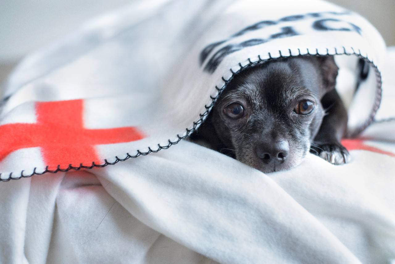 January 28, 2018. Detroit, Michigan Red Cross PetsPictured: Zoey the dogZoey, a 7-year-old Boston Terrier Chihuahua mix,  snuggles up in a cozy Red Cross blanket during a photoshoot.  Zoey was rescued by Amanda, a Regional Coordinator, SRR for the Michigan Region. Zoey has quickly become a valuable member of Amanda's family and a big fan of cozy Red Cross blankets.Photo by Sanja Tabor for the American Red Cross.
