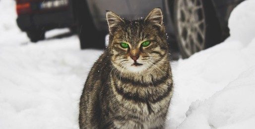 A green eyed cat sitting in snow