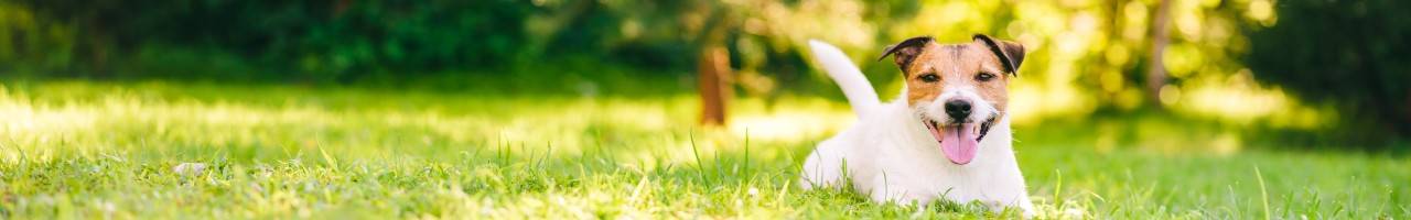 Little dog laying in the grass