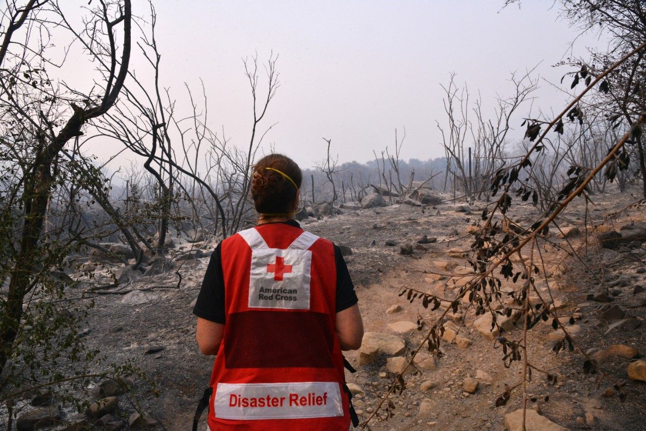 Red Cross volunteer looking at burnt trees.