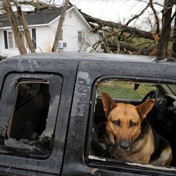 a dog sitting in a truck with shattered windows and a house with a fallen tree on it's roof.