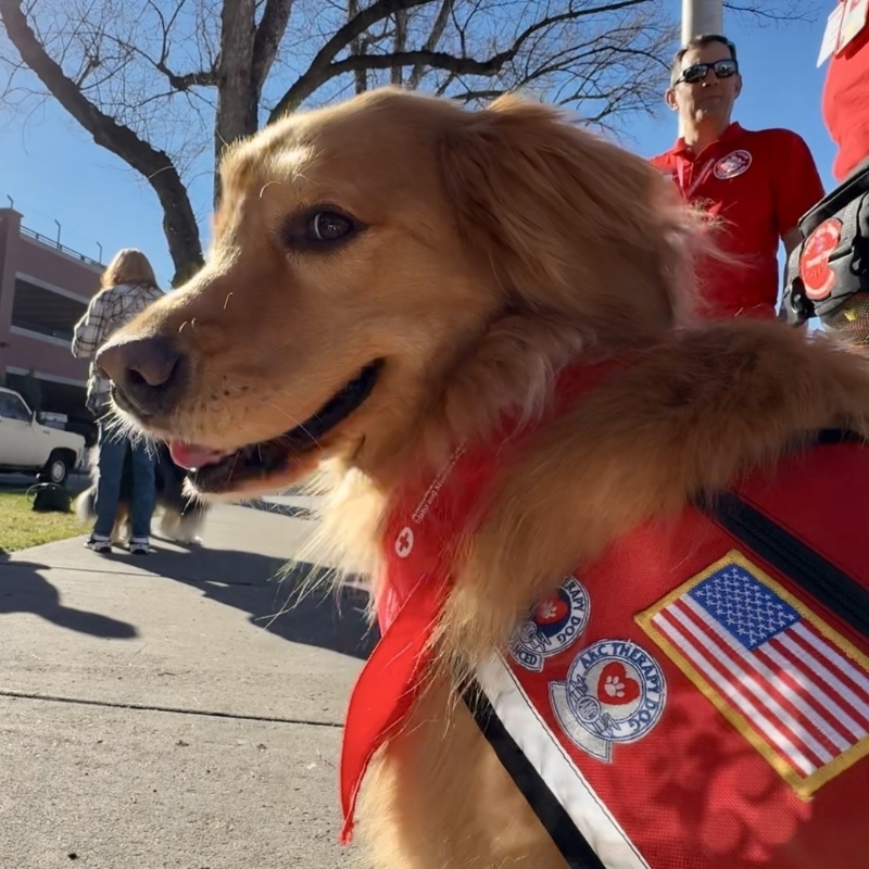 A dog wearing a American Red Cross bandanna around neck.