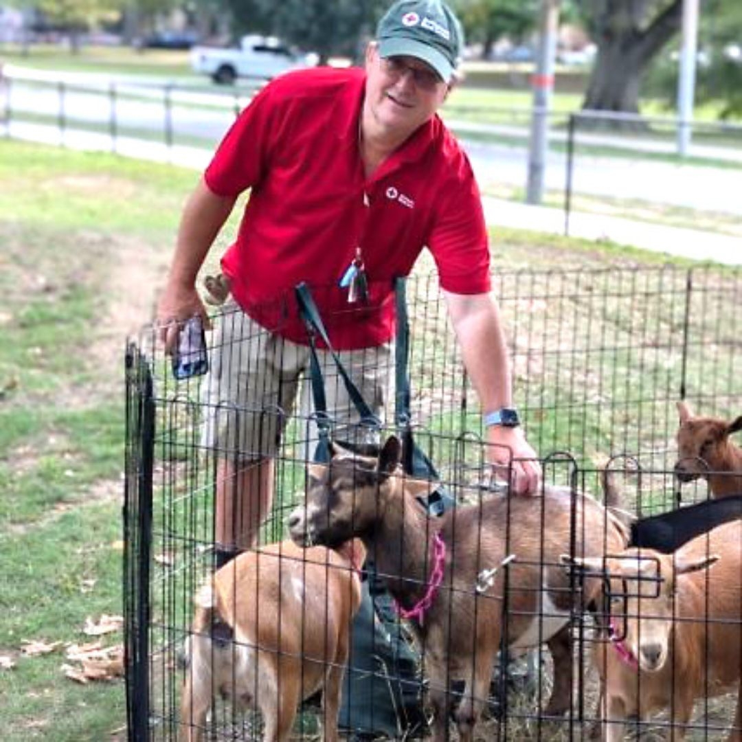 volunteer with herd of goats