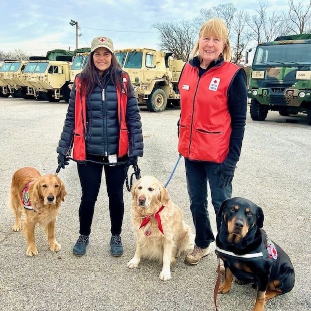 two red crossers with three dogs