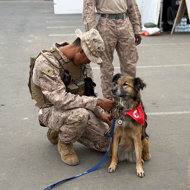 Military members next to a dog that's wearing a Red Cross scarf.