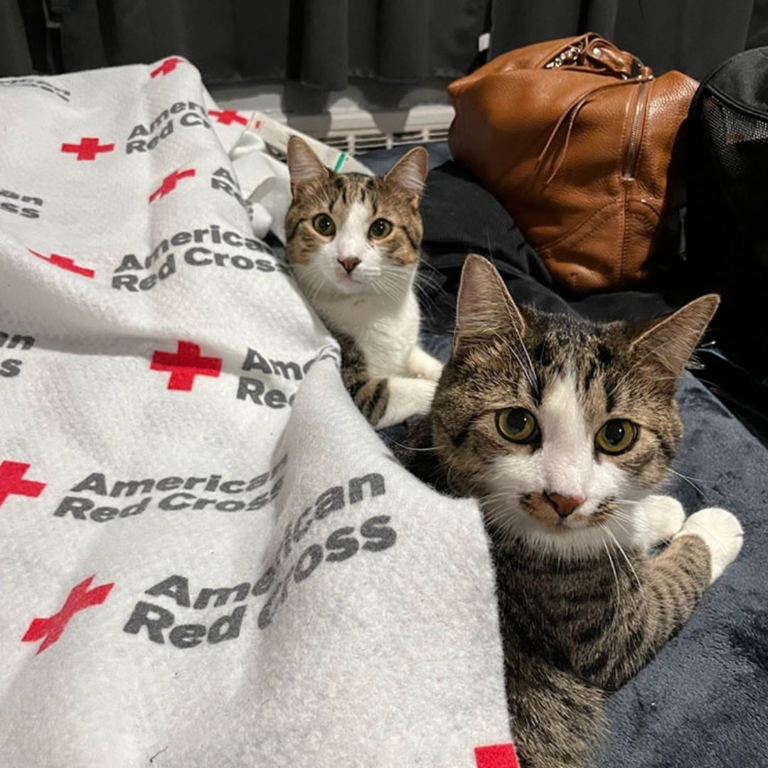 two cats snuggled under red cross blanket