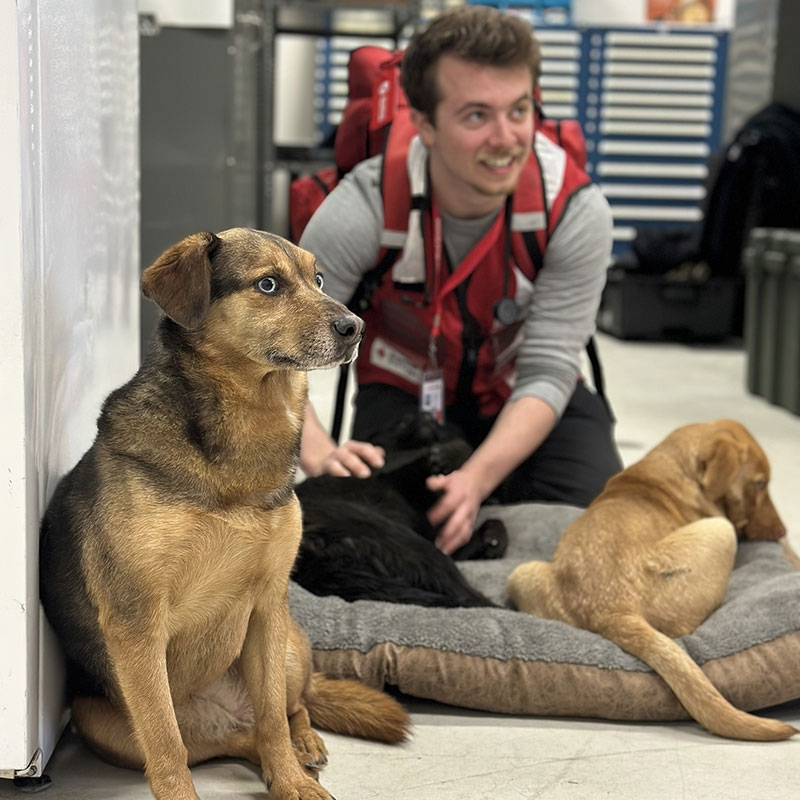 Red Cross volunteer comforting three lost dogs in a shelter.