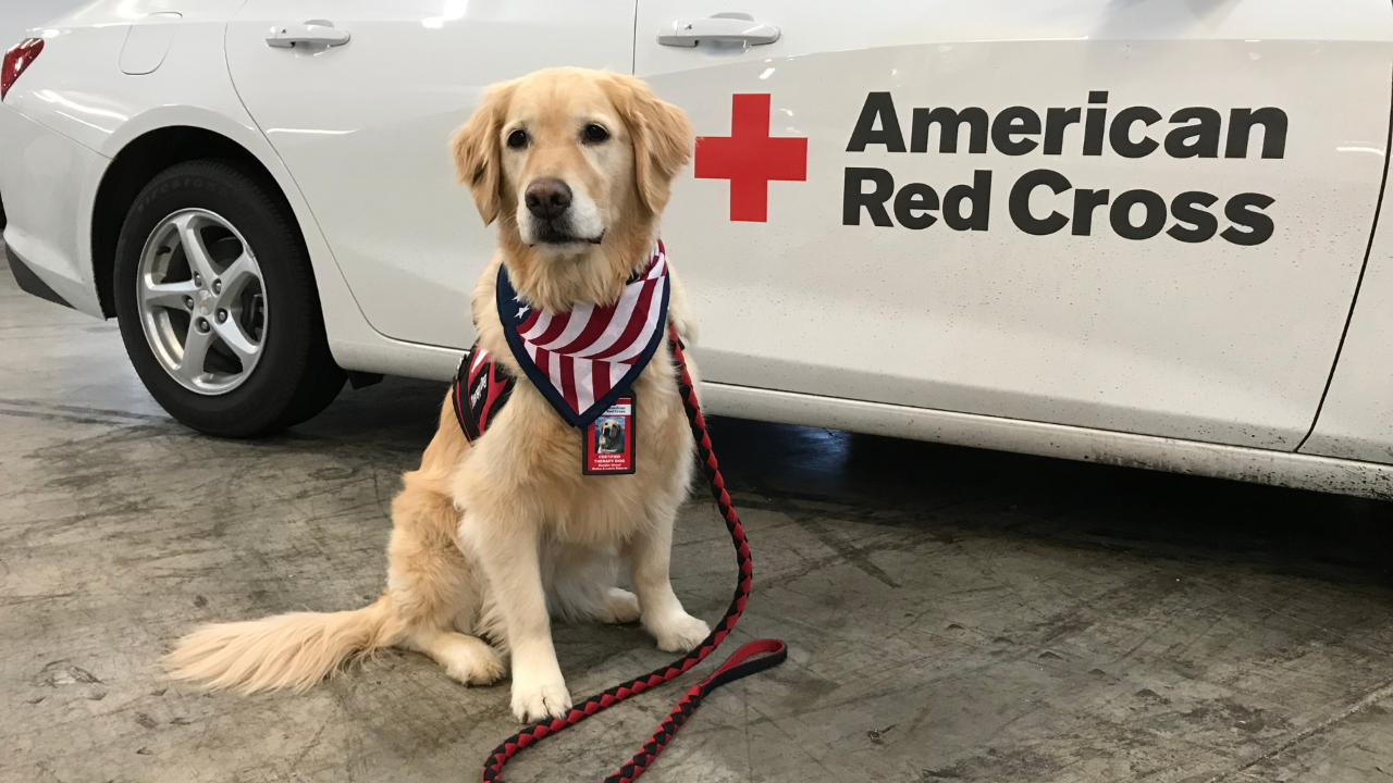 Miss choppy dog beside red cross vehicle