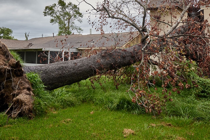fallen tree on a house.