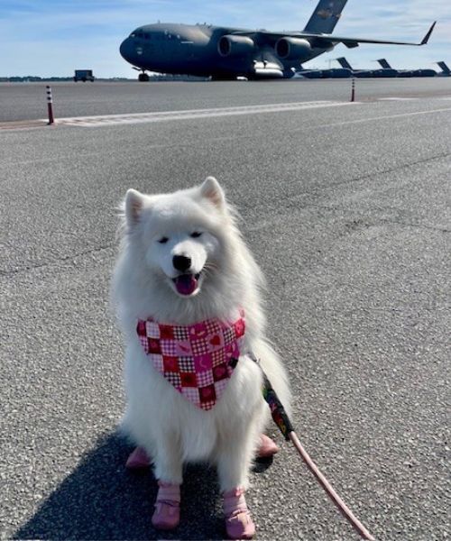 fluffy white dog in red bandana sitting in front of military aircraft
