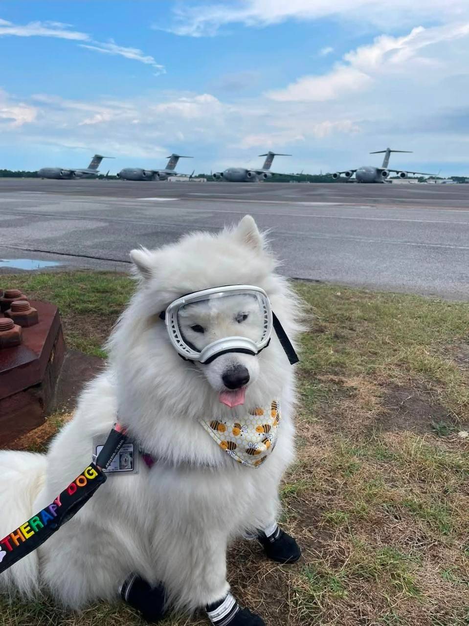 dog with eye-mask on in front of airplanes