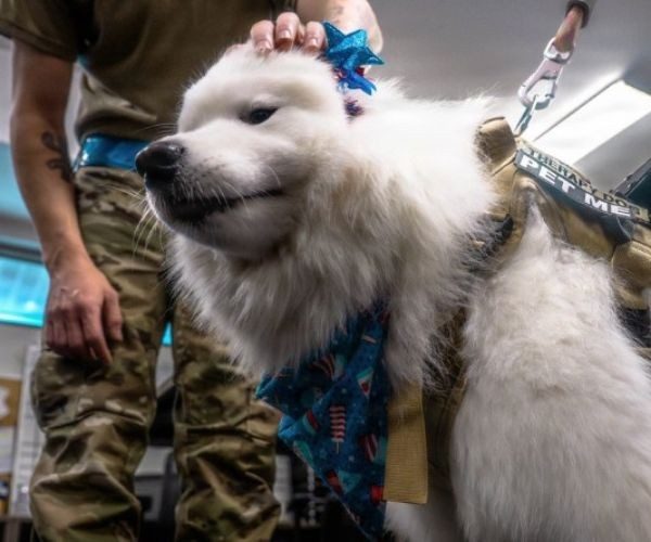 dog getting head rubbed