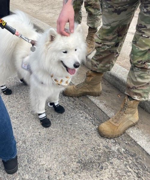 U.S. service member petting white dog