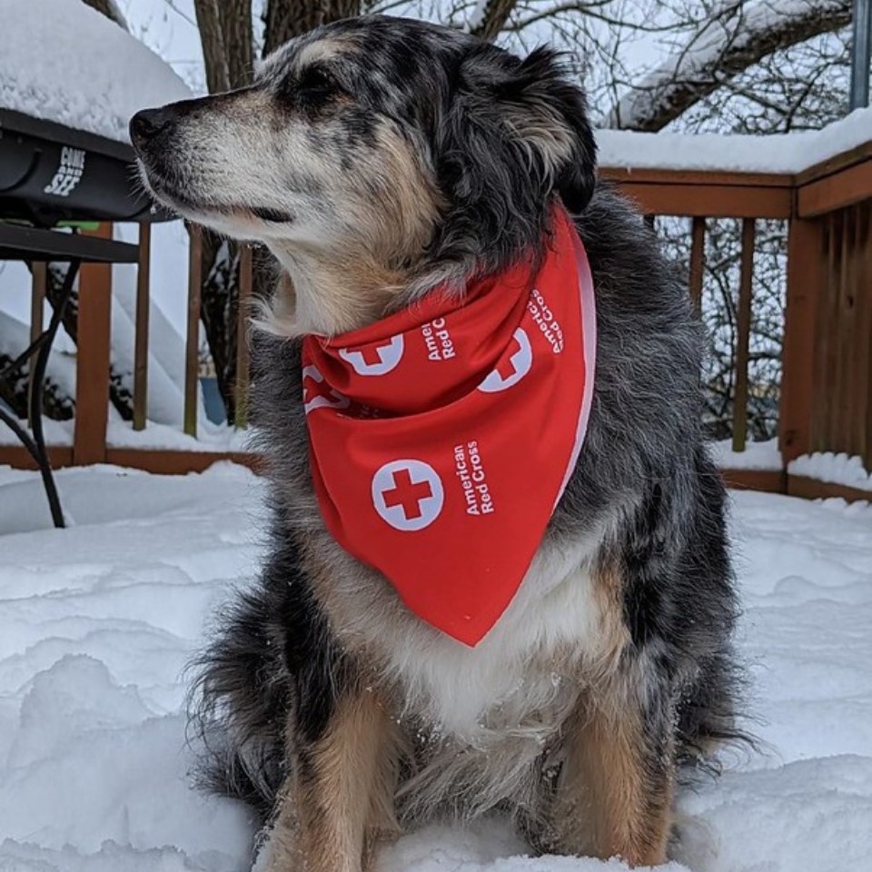 Calling all Dog Owners! Join us this March for a 25 Mile Dog Walk Challenge.
