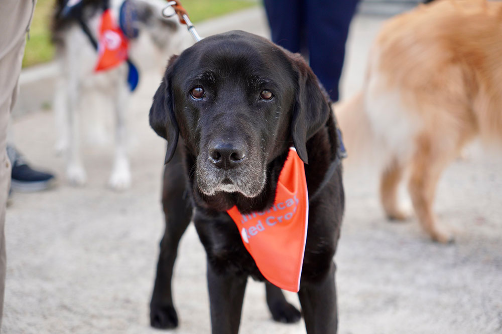 a black lab wearing a red cross scarf.