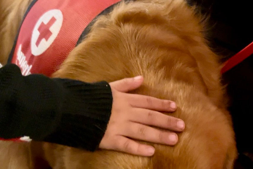 a young child's hand petting a golden retriever service dog that's wearing a red cross scarf.