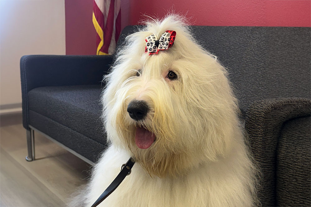 A large fluffy sheepdog with a bow on its head.