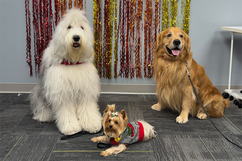 Three dogs are sitting on a grey carpet in front of colorful streamers. A large fluffy sheepdog, a small Yorkshire Terrier, and a happy Golden Retriever.