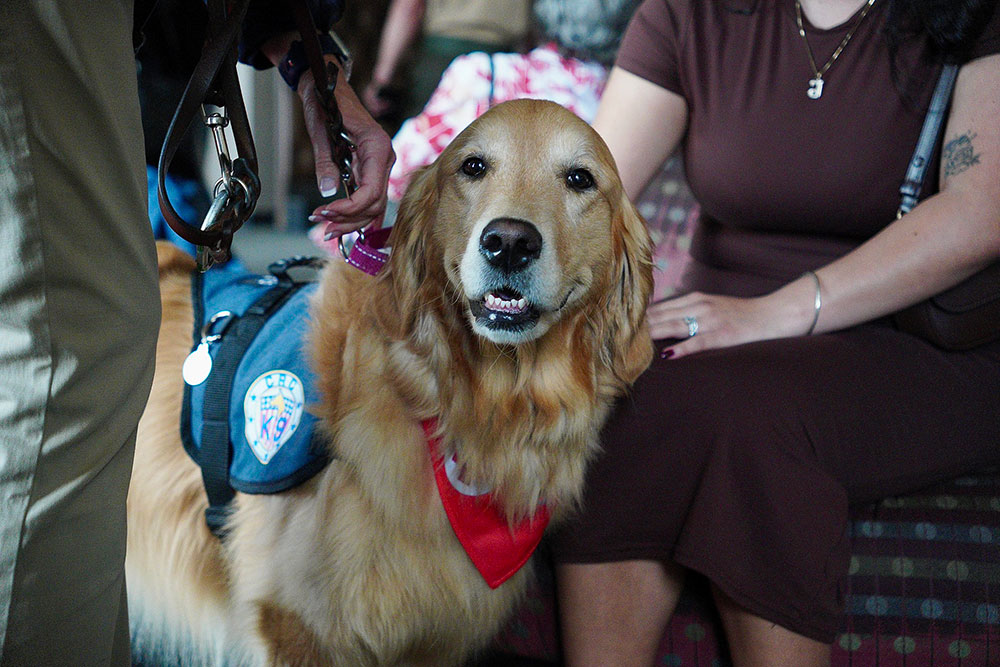 a golden retriever wearing a red cross scarf.